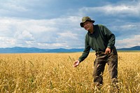 Wheat farm background