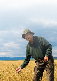 Man in wheat farm