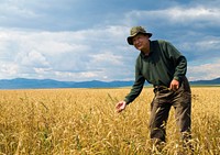 Man in wheat farm