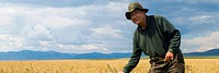 Wheat farm blog banner