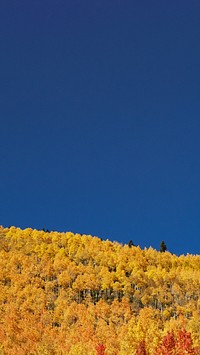 Autumn meadow border iPhone wallpaper, blue sky image