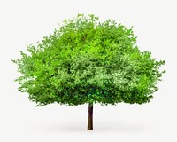 Lone green tree design element psd