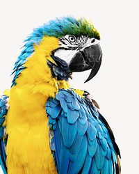 Macaw parrot on white background
