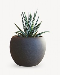 Succulent plant on white background