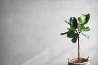 Fiddle leaf fig in gray room