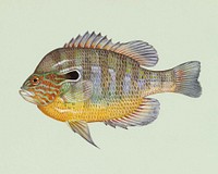 Longear sunfish (Lepomis megalotis) by Raver Duane, U.S. Fish and Wildlife Service.