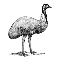 Line art drawing of an emu.