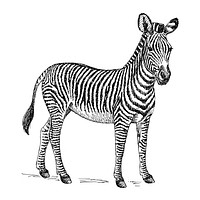 Line art drawing of a zebra.