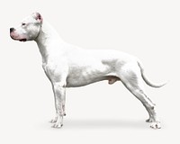 Dogo Argentino dog isolated image