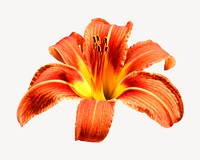 Orange day-lily flower collage element