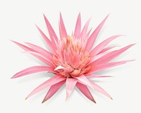 Pink blooming flower psd