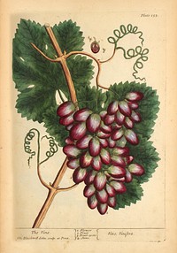 Vine =: Vitis, vinifera =: Vine plantCollection: Images from the History of Medicine (IHM) Alternate Title(s): Vitis, vinifera Author(s): Blackwell, Elizabeth, active 1737., engraver Publication: London : Printed for Samuel Harding ..., MDCCXXXVII [1737] Language(s): English Format: Still image Subject(s): Vitis Genre(s): Book Illustrations, Pictorial Works, Herbals Abstract: Plate 153 from Elizabeth Blackwell's A curious herbal. Illustration of the flower, fruit, and stones of a vine plant. Related Title(s): Is part of: A curious herbal, containing five hundred cuts, of the most useful plants.; See related catalog record: 2449056R Extent: 1 print : 37 x 25 cm. Technique: etching and engraving, hand-colored NLM Unique ID: 101456762 NLM Image ID: C03109 Permanent Link: resource.nlm.nih.gov/101456762