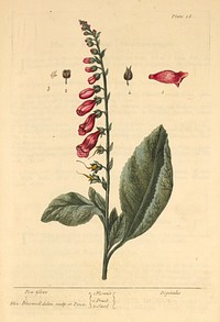 Fox glove =: DigitalisCollection: Images from the History of Medicine (IHM) Alternate Title(s): Digitalis Author(s): Blackwell, Elizabeth, active 1737., engraver Publication: London : Printed for Samuel Harding ..., MDCCXXXVII [1737] Language(s): English Format: Still image Subject(s): Digitalis Genre(s): Book Illustrations, Pictorial Works, Herbals Abstract:Plate 16 from Elizabeth Blackwell's A curious herbal. Illustration of the flower, fruit, and seed of a foxglove plant. Related Title(s): Is part of: A curious herbal, containing five hundred cuts, of the most useful plants.; See related catalog record: 2449056R Extent: 1 print : 37 x 25 cm. Technique: etching and engraving, hand-colored NLM Unique ID: 101456752 NLM Image ID: C03099 Permanent Link: resource.nlm.nih.gov/101456752