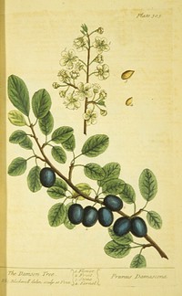 Damson tree =: Prunus damascenaCollection: Images from the History of Medicine (IHM) Alternate Title(s): Prunus damascena Author(s): Blackwell, Elizabeth, active 1737., engraver Publication: London : Printed for Samuel Harding ..., MDCCXXXVII [1737] Language(s): English Format: Still image Subject(s): Prunus Genre(s): Book Illustrations,Pictorial Works, Herbals Abstract: Plate 305 from Elizabeth Blackwell's A curious herbal. Illustration of the fruit, flower, and seeds of a damson tree. Related Title(s):Is part of: A curious herbal, containing five hundred cuts, of the most useful plants.; See related catalog record: 2449056R Extent: 1 print : 37 x 25 cm. Technique: etching and engraving, hand-colored NLM Unique ID: 101456771 NLM Image ID: C03118 Permanent Link: resource.nlm.nih.gov/101456771