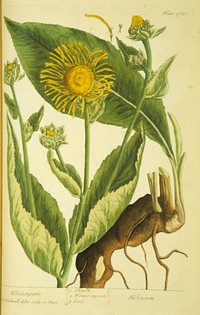 Elecampane =: HeleniumCollection: Images from the History of Medicine (IHM) Alternate Title(s): Helenium Author(s): Blackwell, Elizabeth, active 1737., engraver Publication: London : Printed for Samuel Harding ..., MDCCXXXVII [1737] Language(s): English Format: Still image Subject(s): Inula Genre(s): Book Illustrations, Pictorial Works, Herbals Abstract:Plate 473 from Elizabeth Blackwell's A curious herbal. Illustration of the flower and seeds of horse-heal. Related Title(s): Is part of: A curious herbal, containing five hundred cuts, of the most useful plants.; See related catalog record: 2449056R Extent: 1 print : 37 x 25 cm. Technique: etching and engraving, hand-colored NLM Unique ID: 101456780 NLM Image ID: C03127 Permanent Link: resource.nlm.nih.gov/101456780