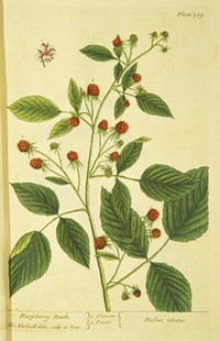 Raspberry-bush =: Rubus ideousCollection: Images from the History of Medicine (IHM) Alternate Title(s): Rubus ideous Author(s): Blackwell, Elizabeth, active 1737., engraver Publication: London : Printed for Samuel Harding ..., MDCCXXXVII [1737] Language(s): English Format: Still image Subject(s): Fruit Genre(s): Book Illustrations, Pictorial Works, Herbals Abstract: Plate 289 from Elizabeth Blackwell's A curious herbal. Illustration of the flower and fruit of a raspberry bush. Related Title(s): Is part of: A curious herbal, containing five hundred cuts, of the most useful plants.; See related catalog record: 2449056R Extent: 1 print : 37 x 25 cm. Technique: etching and engraving, hand-colored NLM Unique ID: 101456768 NLM Image ID: C03115 Permanent Link: resource.nlm.nih.gov/101456768