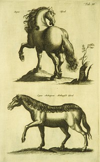 Two Different Herd HorsesCollection:Images from the History of Medicine (IHM) Format:Still image Related Title(s):Is part of: Historiae naturalis de quadrupedibus libri; See related catalog record: WZ 250 J81h 1657 Extent:1 print. NLM Unique ID:101456677 NLM Image ID:C03024 Permanent Link:resource.nlm.nih.gov/101456677