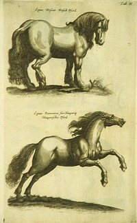 Two Different Herd HorsesCollection:Images from the History of Medicine (IHM) Format:Still image Related Title(s):Is part of: Historiae naturalis de quadrupedibus libri; See related catalog record: WZ 250 J81h 1657 Extent:1 print. NLM Unique ID:101456676 NLM Image ID:C03023 Permanent Link:resource.nlm.nih.gov/101456676