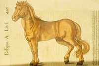 About the Horse, antique illustration.