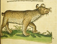 Ceruary wolf, lynce [et] chaoCollection:Images from the History of Medicine (IHM) Alternate Title(s):De lupo cervario, lynce [et] chao Contributor(s):Gessner, Conrad, 1516-1565 Publication:[Tiguri : Apud Christ.Froschouerum, 1551] Language(s):Latin Format:Still image Subject(s):Lynx, Natural History Genre(s):Pictorial Works Abstract:Hand-colored woodcut of the lynx in profile. Related Title(s):Is part of: Historiae animalium Vol. 1 p. 769; See related catalog record: 2246033R Extent:1 print : 40 x 25 cm. Technique:woodcut, hand color NLM Unique ID:101457077 NLM Image ID:C03424 Permanent Link:resource.nlm.nih.gov/101457077