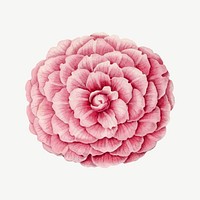 Pink peony flower illustration psd