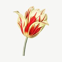 Tulip flower illustration psd