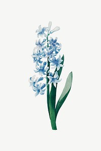 Blue flower, hyacinth illustration psd