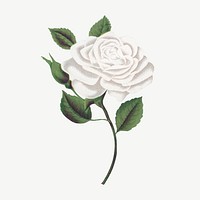 White rose flower, vintage illustration psd