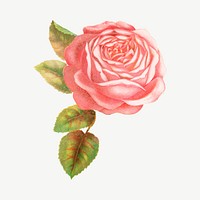 Pink rose flower, vintage illustration psd