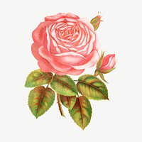 Pink rose flower, vintage illustration psd