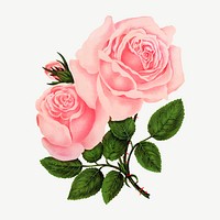 Pink rose flower, vintage illustration psd