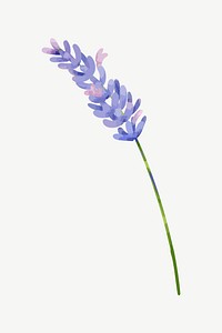 Watercolor lavender flower collage element psd