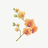 Watercolor orange orchid flower collage element psd