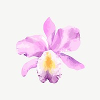 Watercolor cattleya orchid flower collage element psd