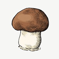 Mushroom vintage illustration, collage element psd