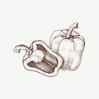 Bell pepper vintage illustration, collage element psd