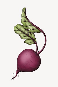 Beetroot with leaves illustration vector