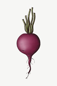 Beetroot with stems illustration collage element psd