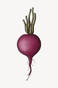 Beetroot with stems illustration collage element