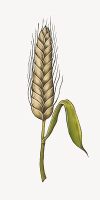 Wheat grain illustration vector