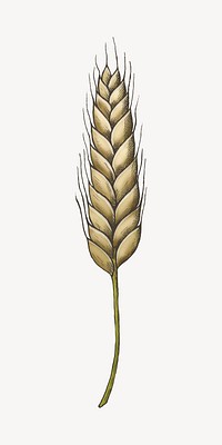 Single wheat grain illustration