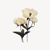 Beige peony flower, botanical illustration psd