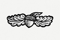 Acorn oak nut vintage illustration psd. Free public domain CC0 image.