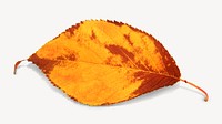 Autumn leaf isolated image on white