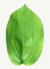 Green curve oval leaf psd