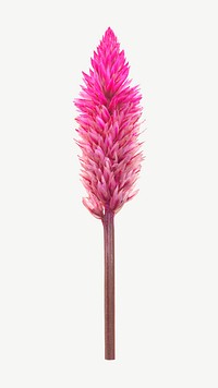Pink celosia flower psd