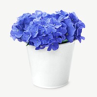 Blue hydrangea flower psd