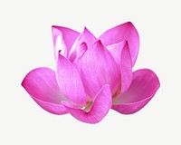 Bright pink lotus flower psd