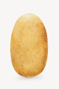 Potato, starch vegetable isolated image