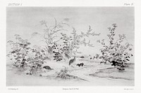 Black ink painting of birds in the garden, traditional painting by G.A. Audsley-Japanese illustration. Public domain image from our own original 1884 edition of The Ornamental Arts Of Japan. Digitally enhanced by rawpixel.